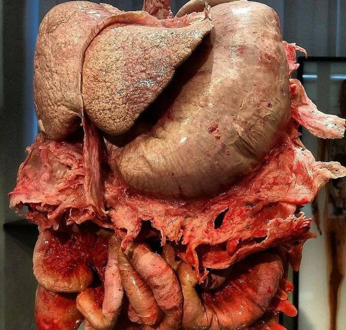 Human anatomy at its maximum beauty