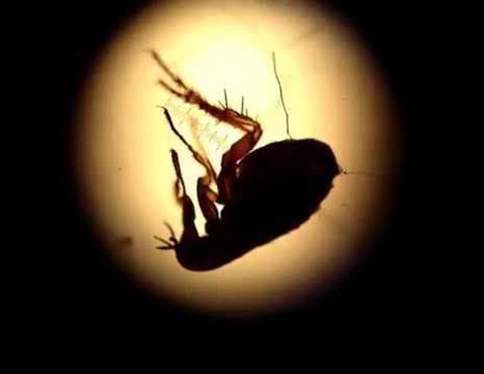 Video Photomicroscopy