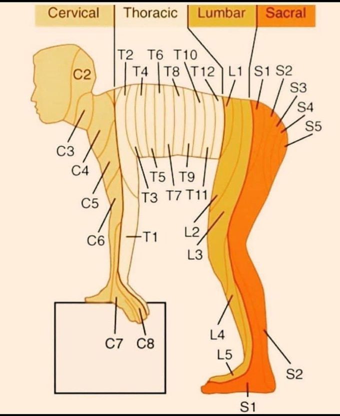 A dermatone is an area of skin that is mainly supplied by afferent nerve fibers from the dorsal root of any given spinal nerve. Each of these nerves relays sensation from a particular region of the skin to brain.