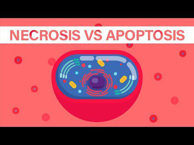 What is necrosis and apoptosis