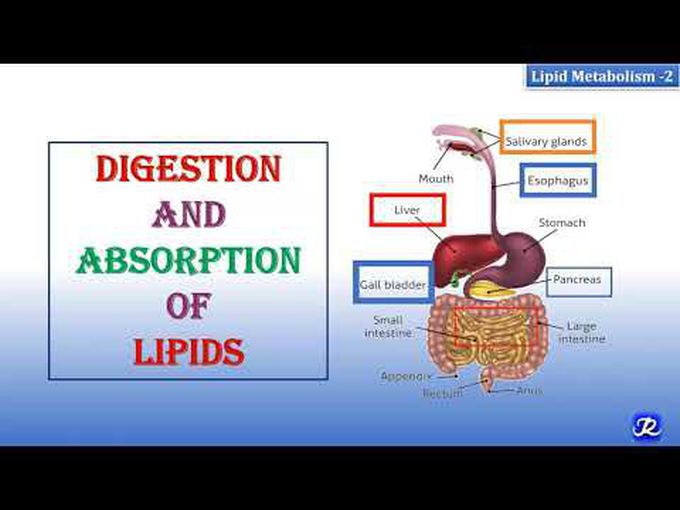 Brief explanation of digestion and absorption of lipids