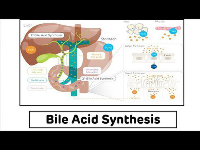Synthesis and regulation of bile acids and bile salts simplified