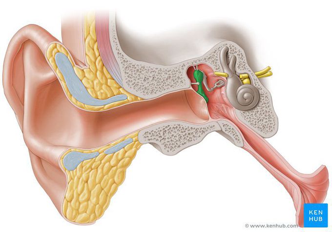 Ossicles