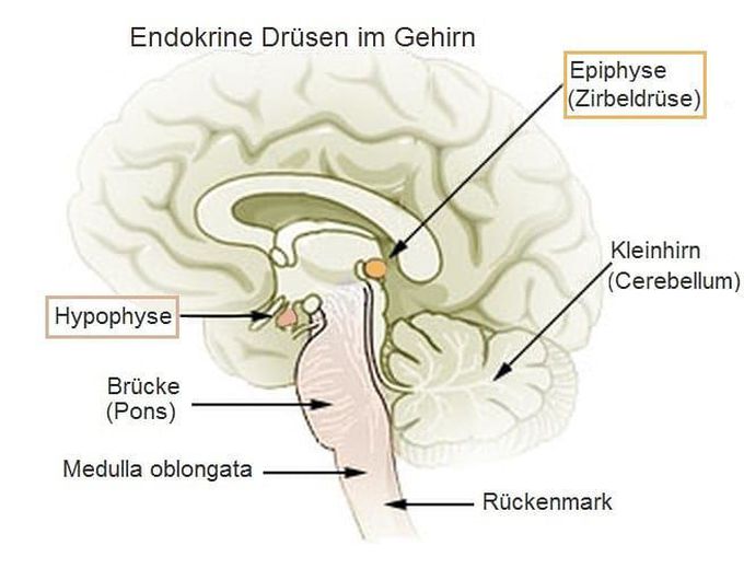 Pineal Gland