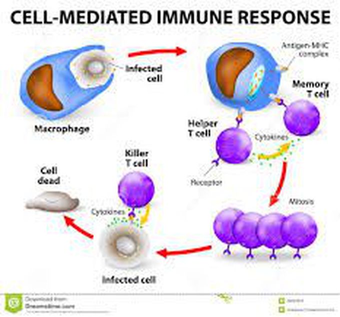 Cell mediated immunity