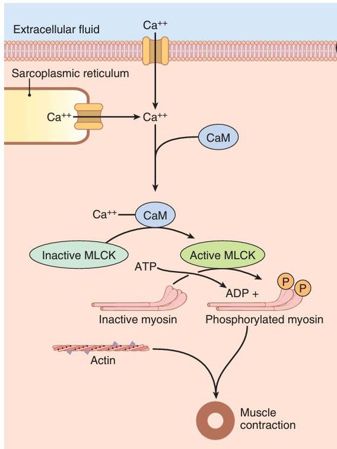 Calcium calmodulin complex