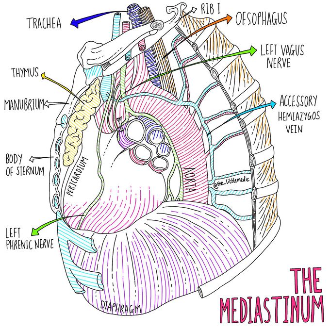 The Mediastinum