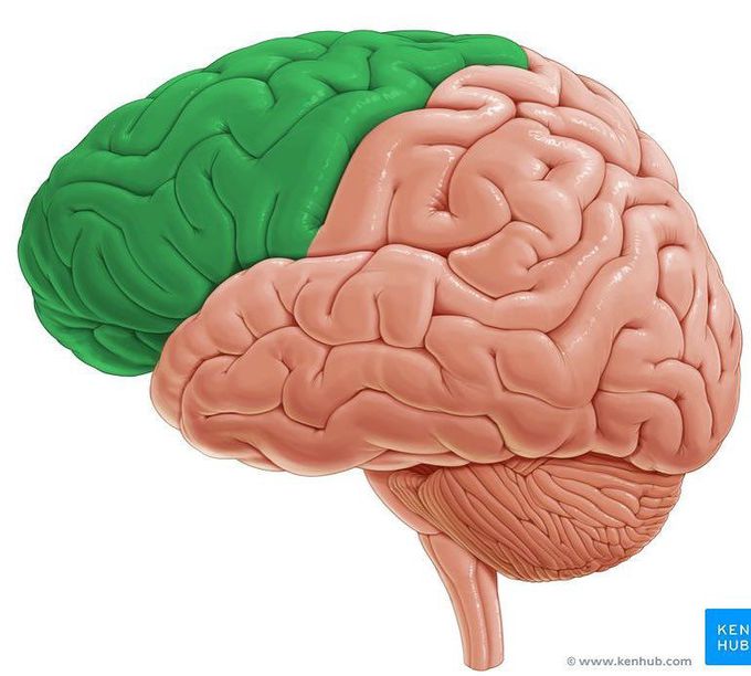 Brain