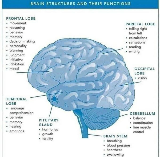 Brain