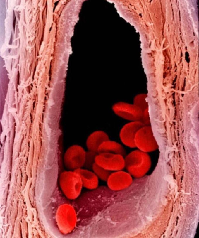 Red blood cells