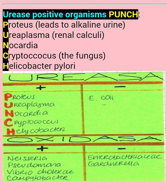 Urease positive org.