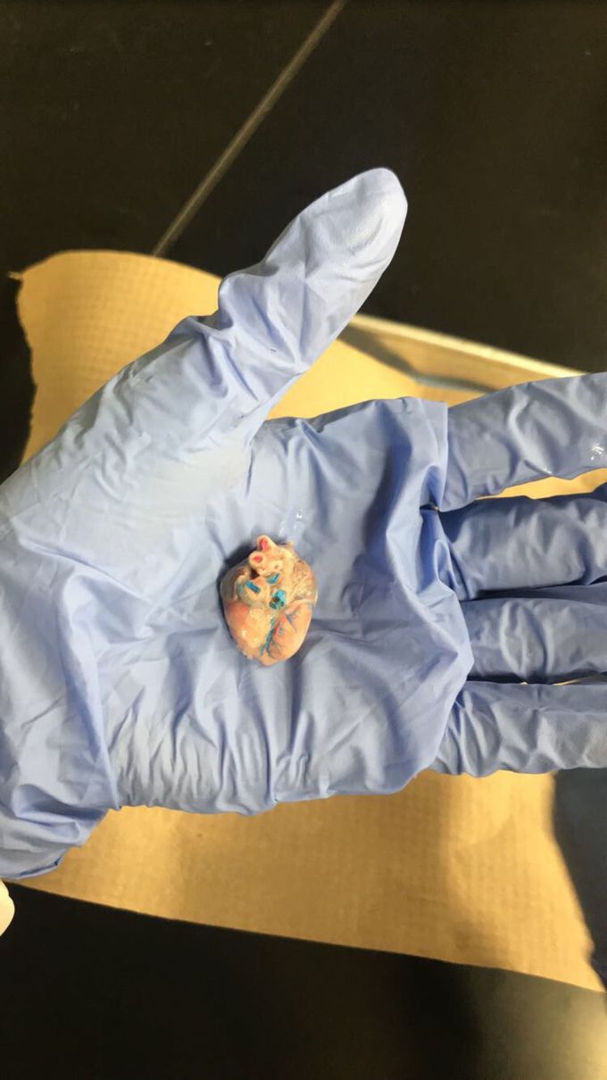 Fetal pig heart