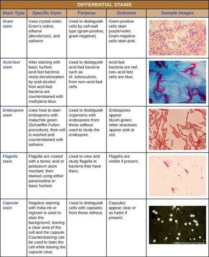 Stains for Bacteria