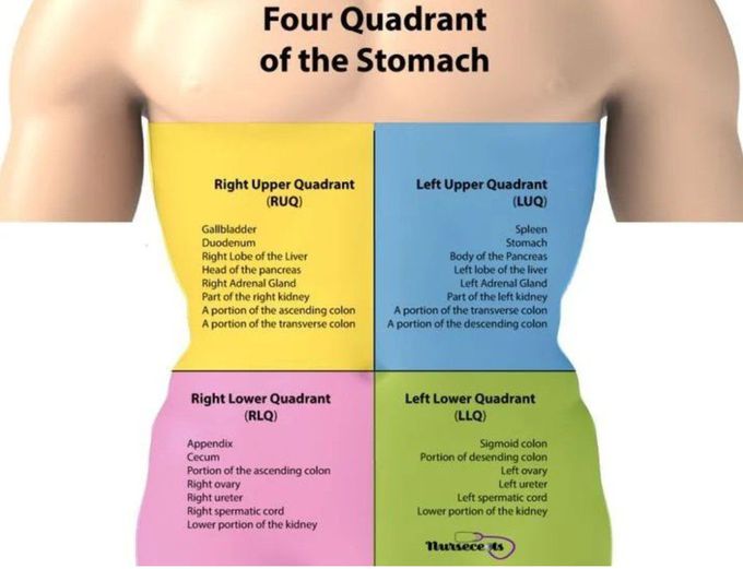 Four Quadrants of the Stomach