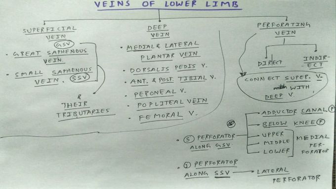 Veins of Lower Limb ( CHART )💣, PART - 1/3