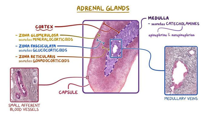 Epithelium of adrenal gland