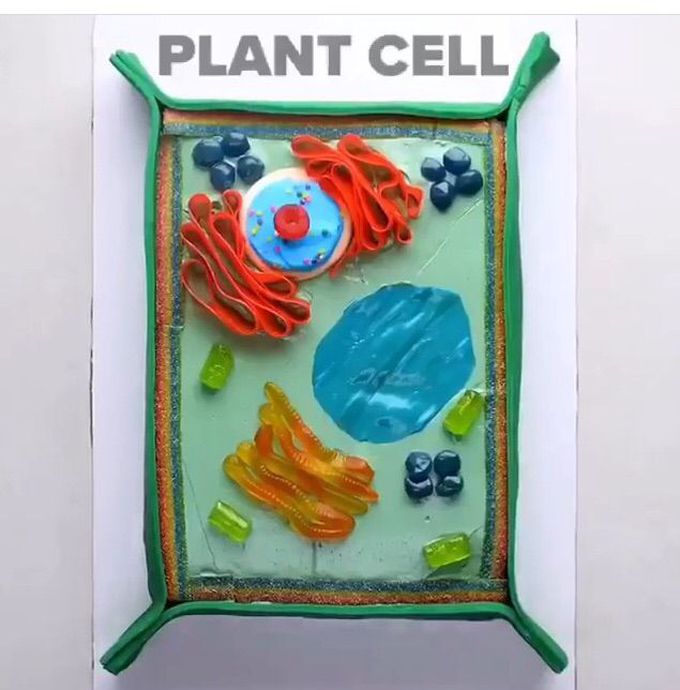 Vegetable cell