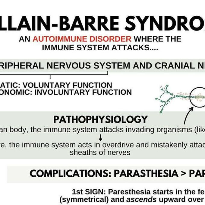 Central nervous system