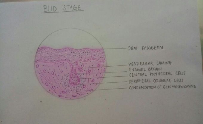 Bud stage of tooth development