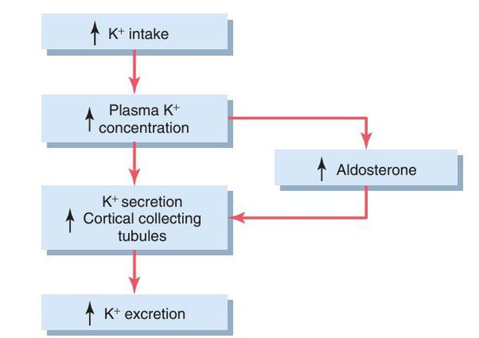 Potassium excretion