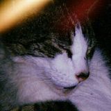 Fabricio 