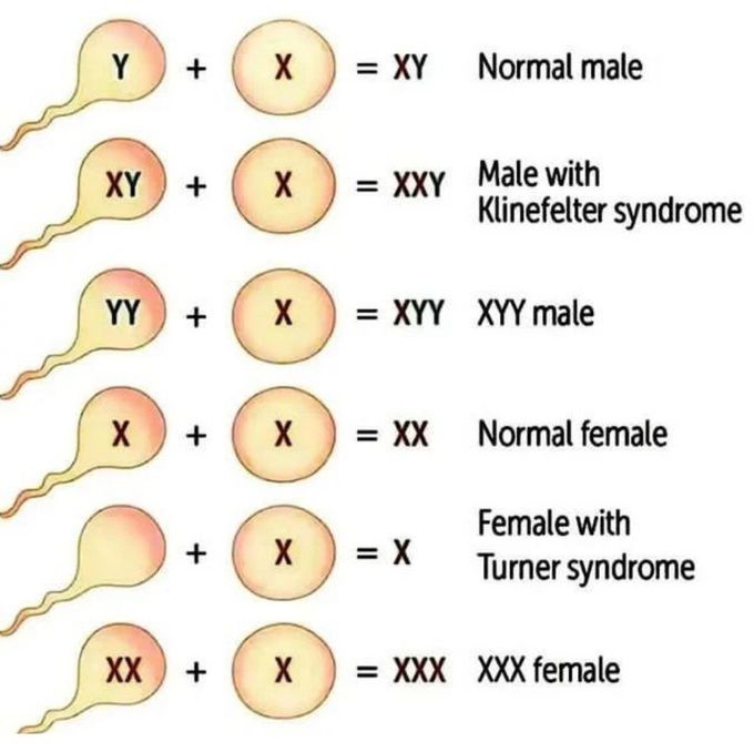 Chromosomes