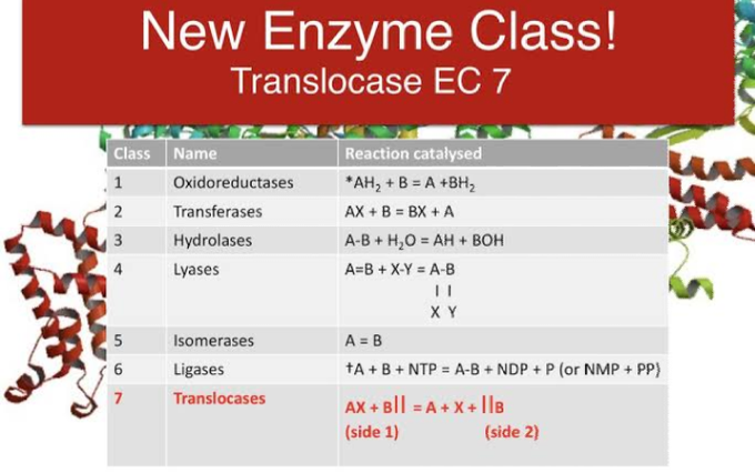 Translocase enzyme