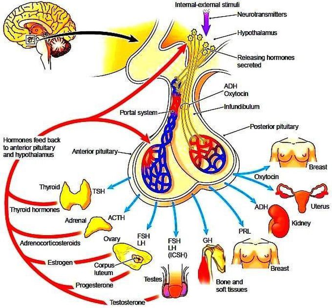 Secretion of harmone (PITUITARY GLAND)