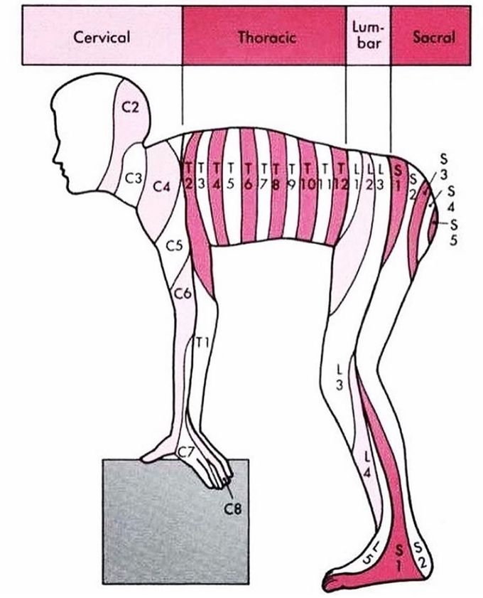 Nervous system