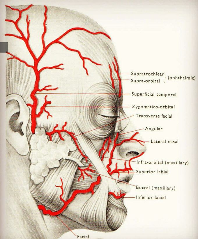 Arterial supply of face