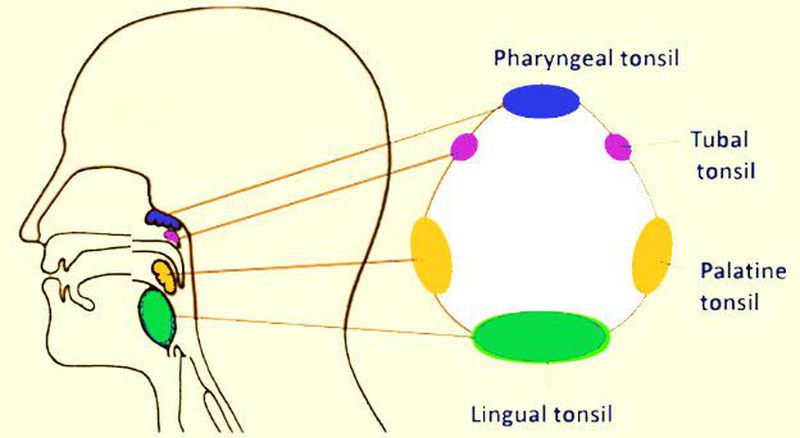 Waldeyers Ring Diagram Sore Throat 102 Waldeyer s Ring And Defending