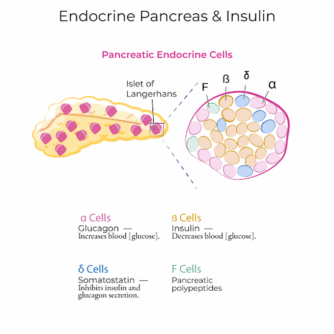 Endocrine Pancreas cells