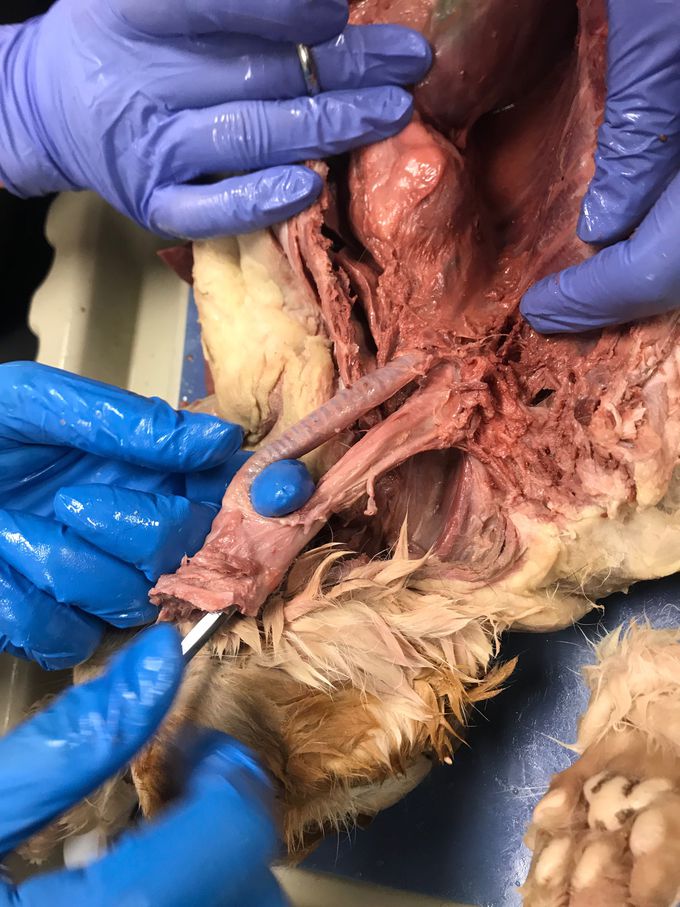 Dissection of a Cat