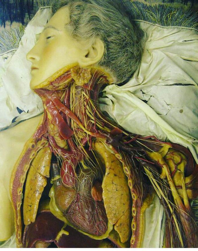 Anatomy!!