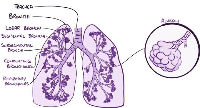 Lung anatomy