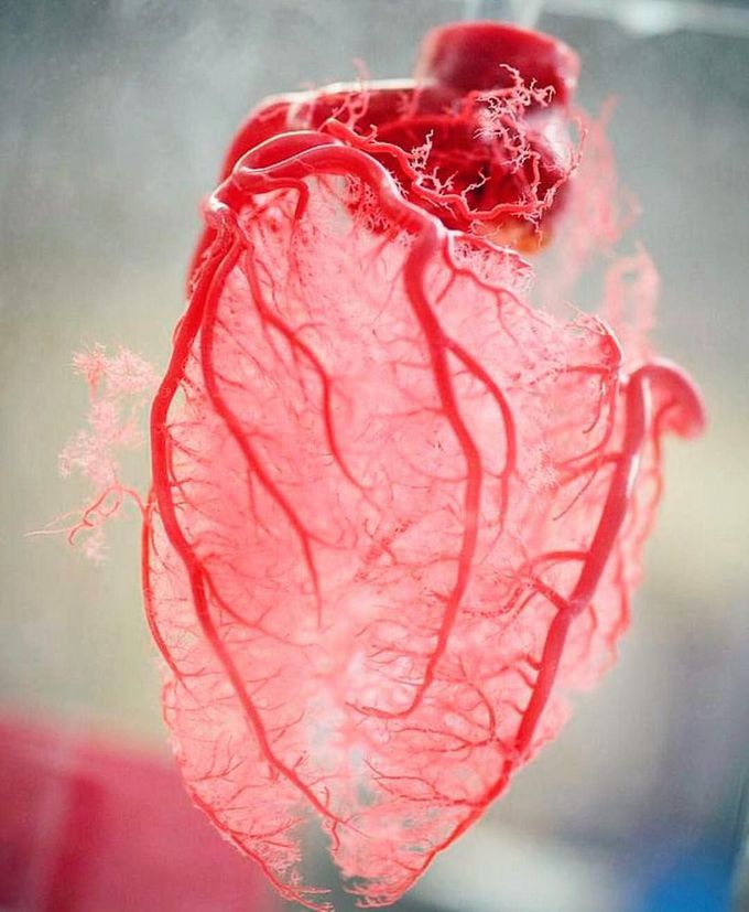 Amazing shot showing the vasculature of the heart. 