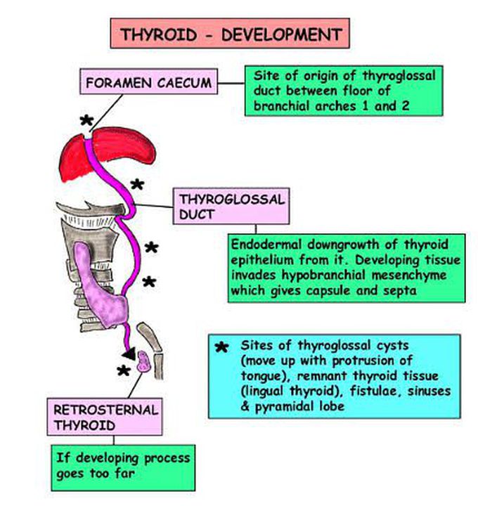 Thyroid Gland Development