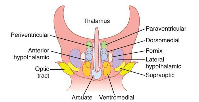 Hypothalamus