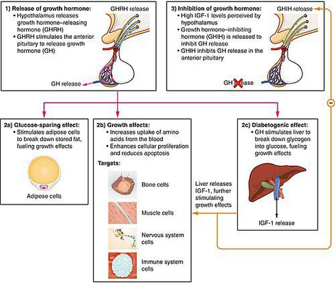 Growth Hormone