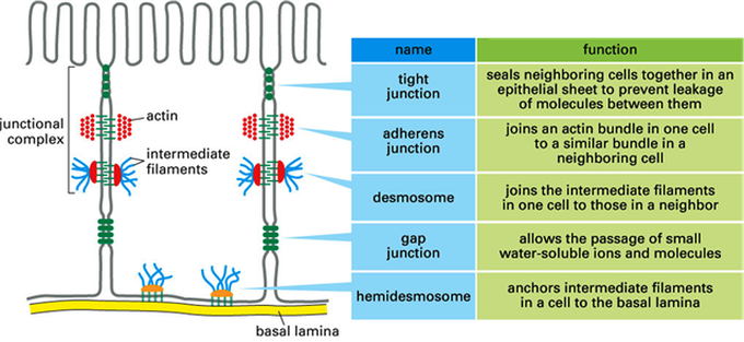 Types Of Junctions