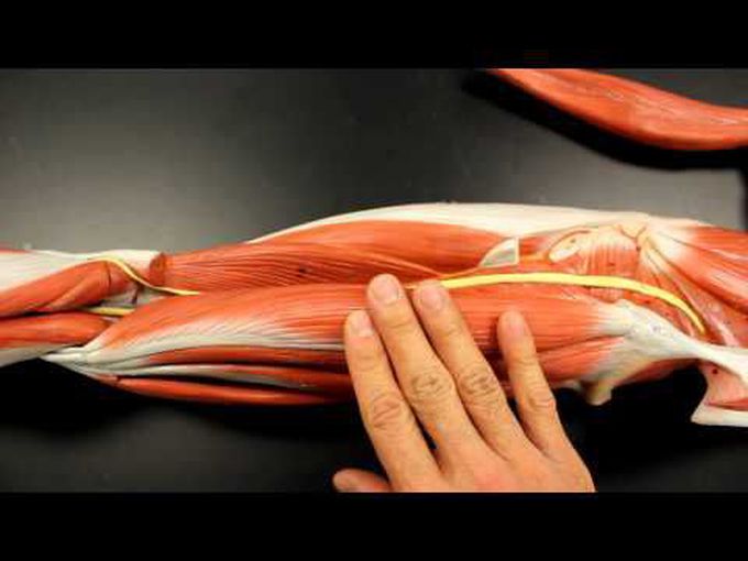 Anatomical model description of Posterior Thigh Muscles.