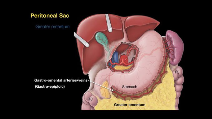 Anatomy of Peritoneum