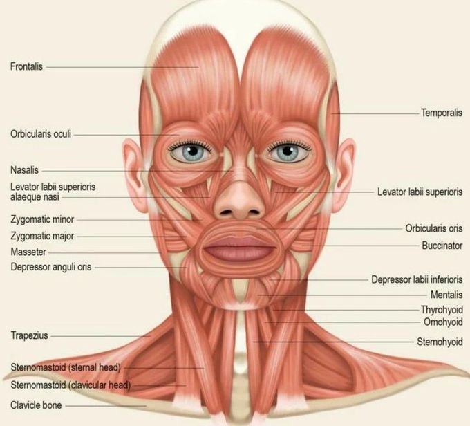 Facial Muscles