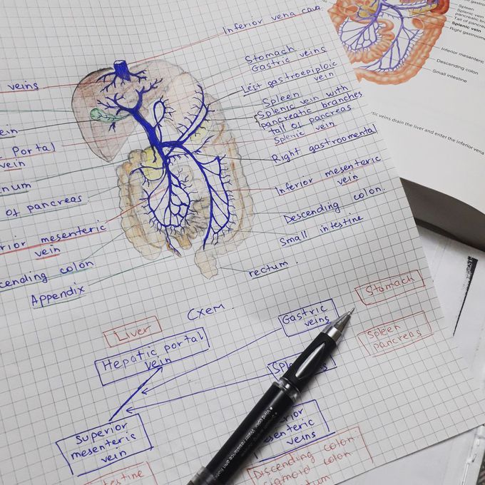 Hepatic portal system