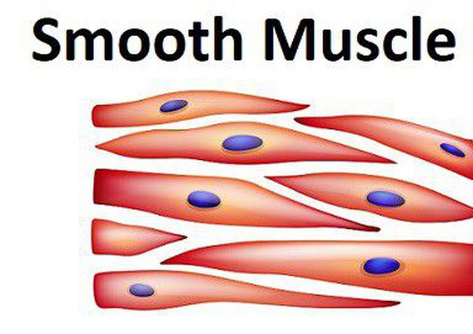 Smooth muscle cells