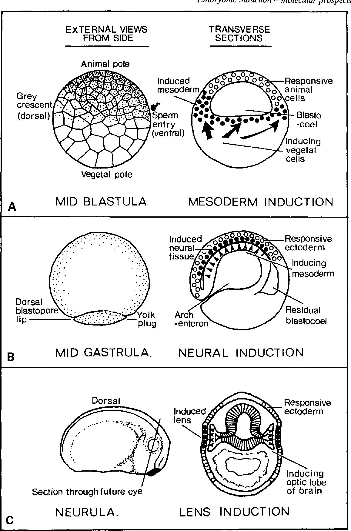 Embryonic induction - MEDizzy