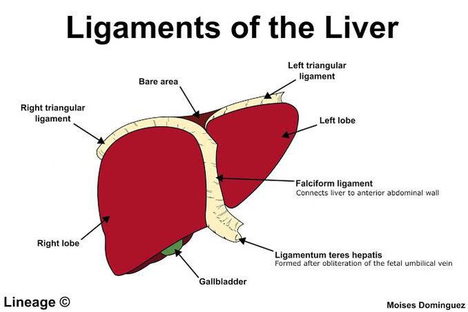 Ligaments of liver