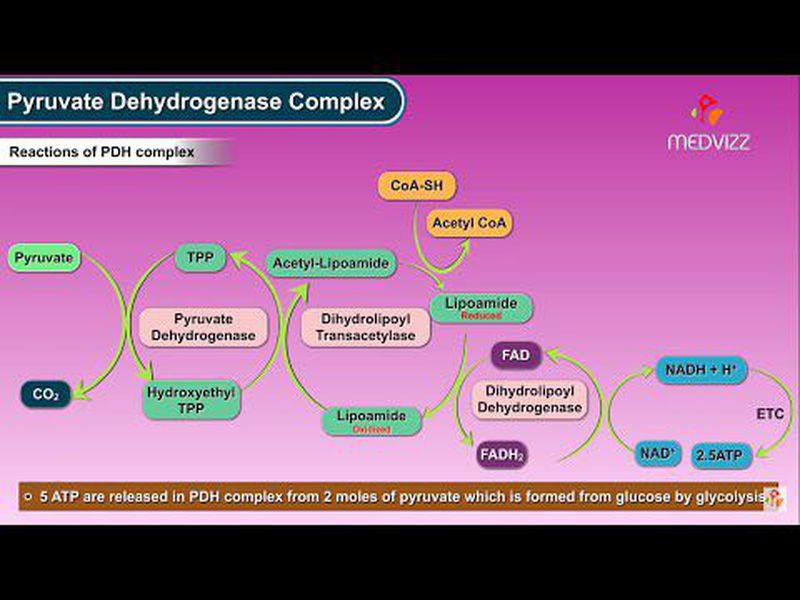 pyruvate dehydrogenase complex