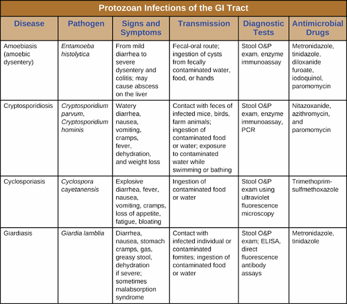 Protozoan Infection of GI tract