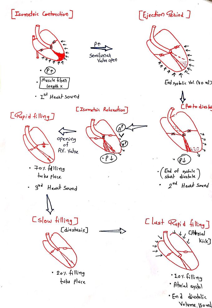 Cardiac cycle
